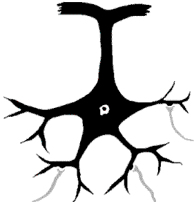 Eine Nervenzelle hat viele Eingnge  (unten) - aber nur einen Ausgang (oben)